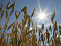 Биологи вывели сорт пшеницы, способный расти на подсоленной почве