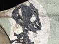 В Китае обнаружили останки древнейшей саламандры