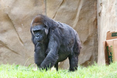 Расшифрован геном гориллы
