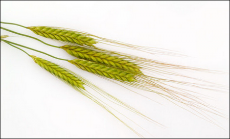 Получен солеустойчивый сорт пшеницы