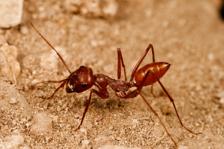 Как пустынные муравьи ориентируются на местности