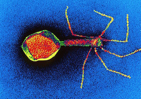 Кишечные бактериофаги двигают эволюцию человека и бактерий