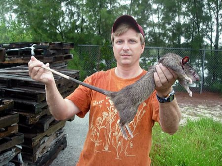 Гамбийские крысы атакуют Флориду