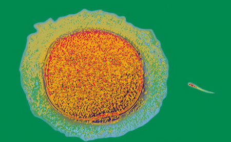 Как яйцеклетка защищается от лишних сперматозоидов