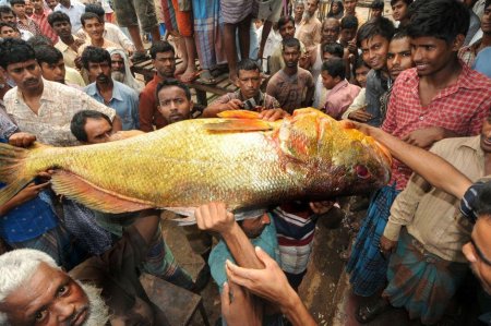 Редкого золотого окуня в Бангладеш продали за 38 тысяч долларов