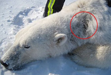 Белых медведей и тюленей заражает загадочная болезнь