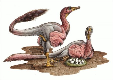 Впервые обнаружены яйца альваресзаврида