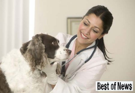 Ветеринарная помощь на дому 