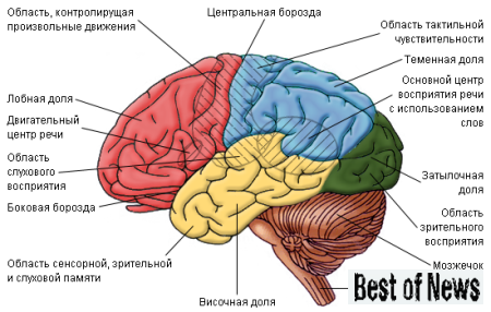 Головной мозг человека. Скрытые воспоминания