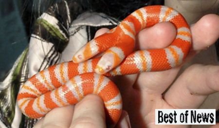 двухголовая змея-альбинос