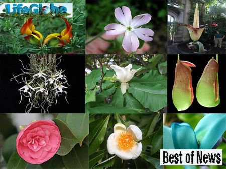 Самые редкие и самые красивые цветы в Мире