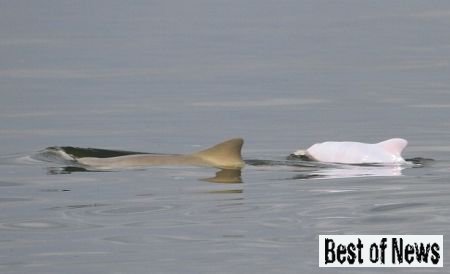 В Бразилии найден уникальный белый дельфин