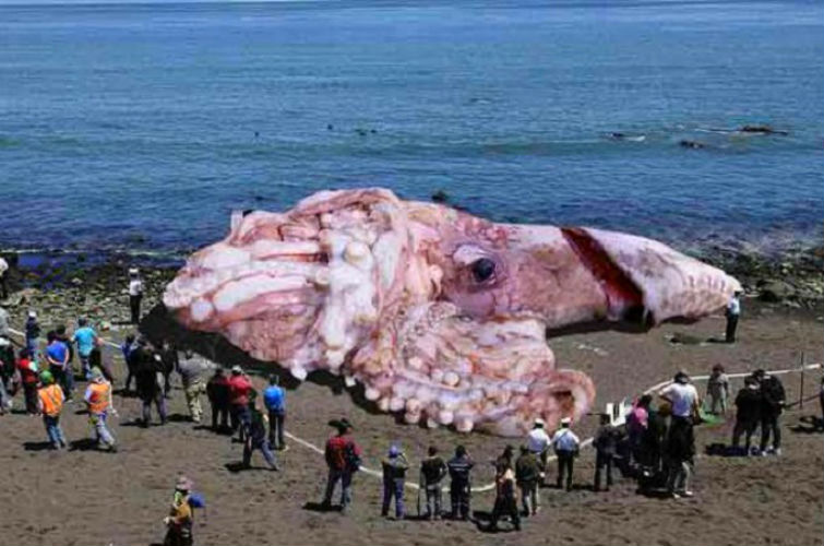 гигантский кальмар