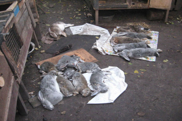 чупакабра убила кроликов