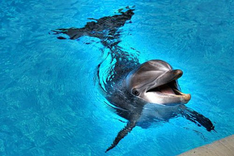 дельфины понимают смерть