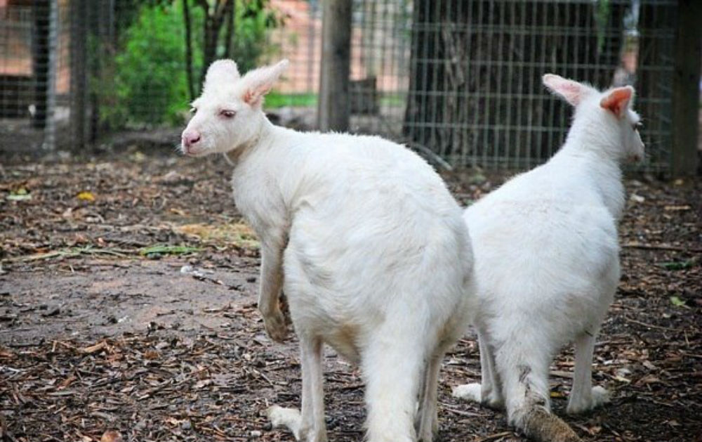 пара кенгуру-альбиносов