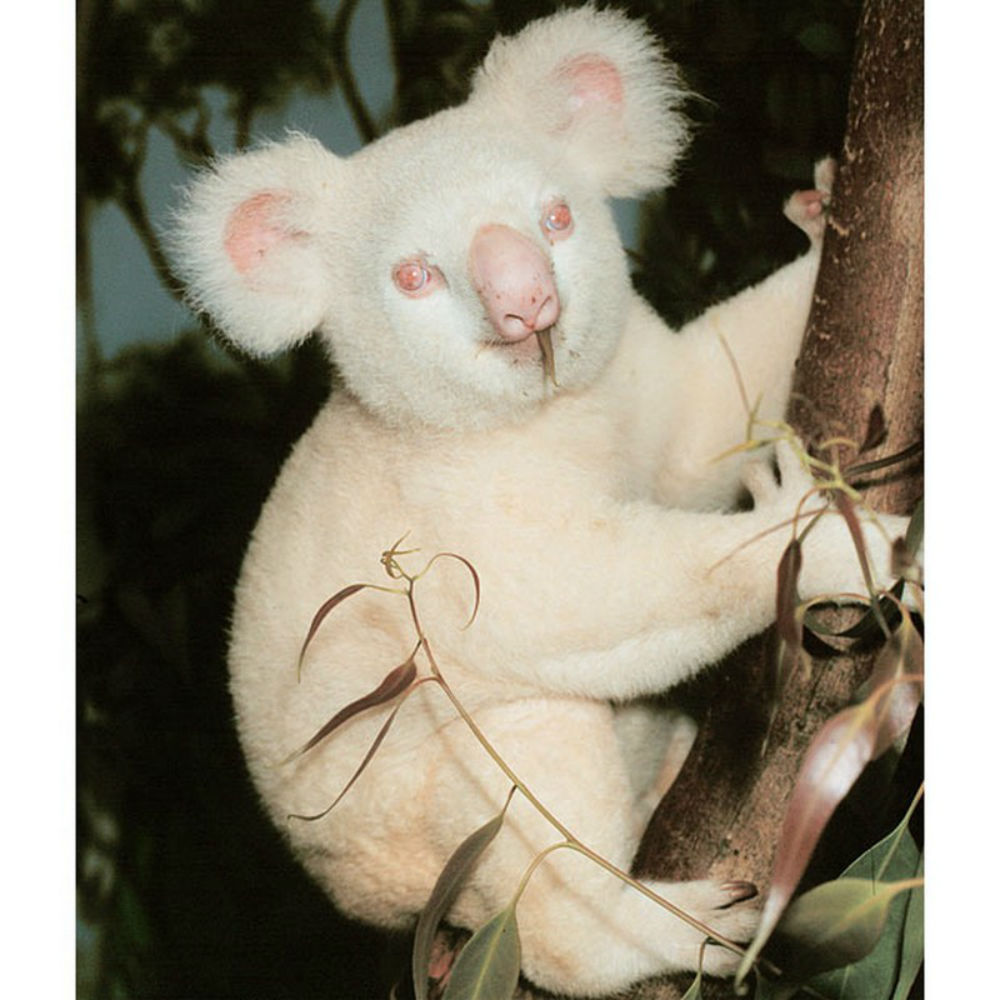 коала-альбинос