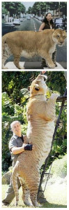 самый большой кот в мире лигр