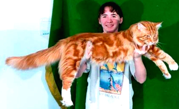 самый длинный кот в мире