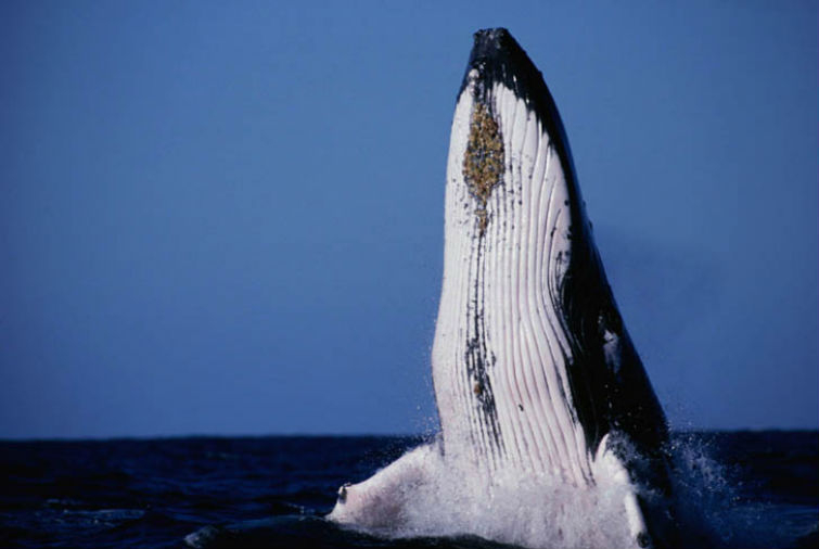 кит одиночка
