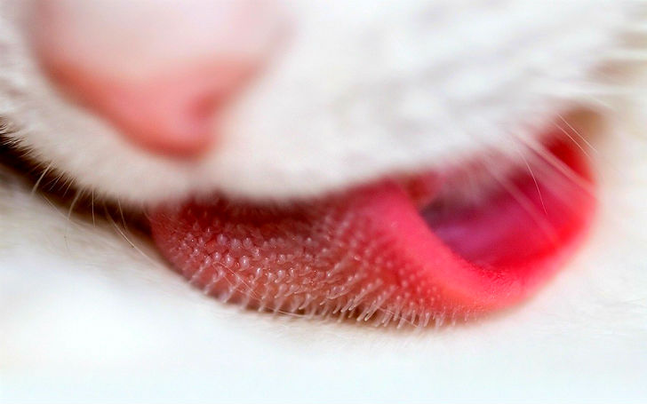 шершавый язык у кошки
